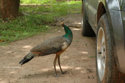 Juvenile Male Peacock. Pea Fowl