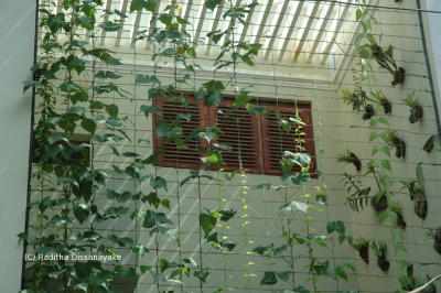 Vertical Garden Green Wall