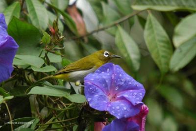 White Eye White Eye