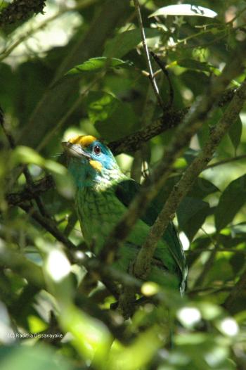Yellow Fronted Barbet